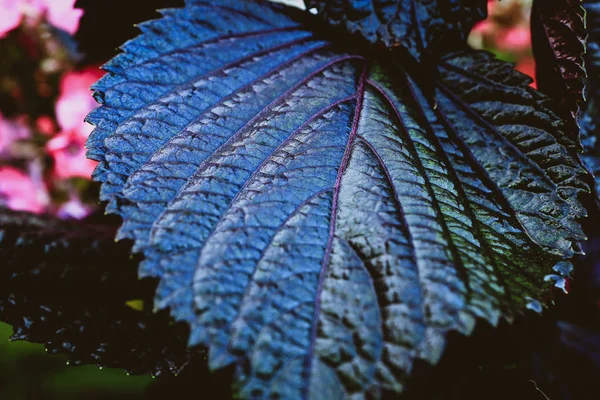 Dark Basil Leaves Garden — Stock Photo, Image