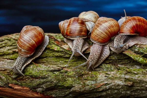 Parecchie Chiocciole Grandi Che Strisciano Uno Uno — Foto Stock