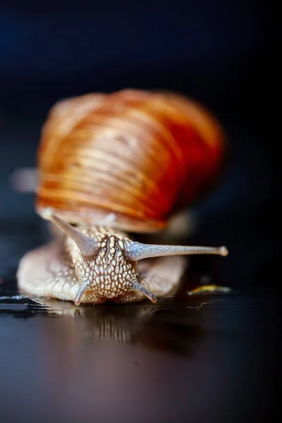 Varios Caracoles Grandes Arrastrándose Uno Uno —  Fotos de Stock