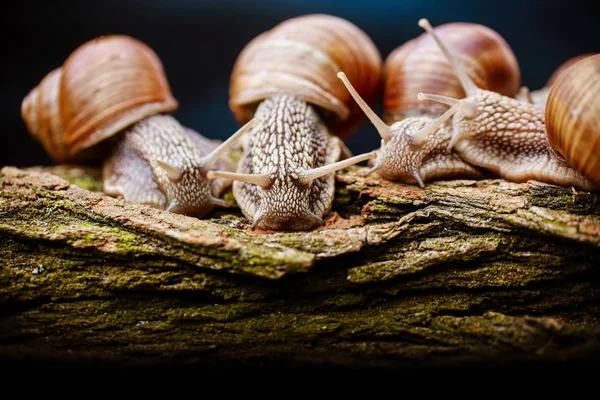 Varios Caracoles Grandes Arrastrándose Uno Uno —  Fotos de Stock