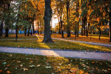 düşen yaprakları ile güzel sonbahar manzara