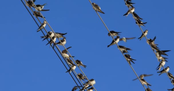 Large Number Swifts Sits Wires — Stock Video