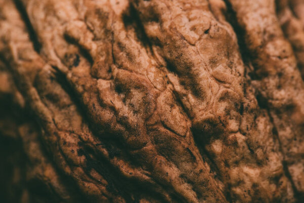 красивые свежие текстуры грецких орехов
