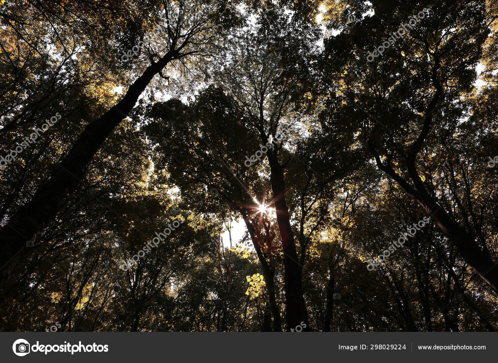 暗い森の中の木の冠 ストック写真 C Prohor08