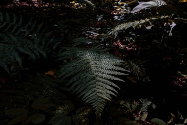 ormanda karanlık büyük yaprakları