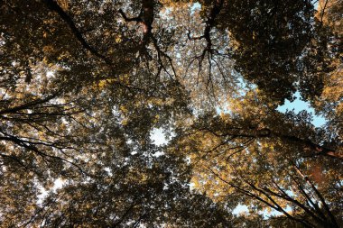 karanlık bir ormanda ağaç taçlar