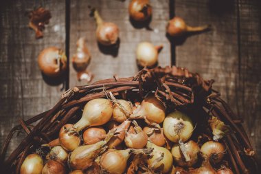 taze toplanan soğan bahçede toplanan