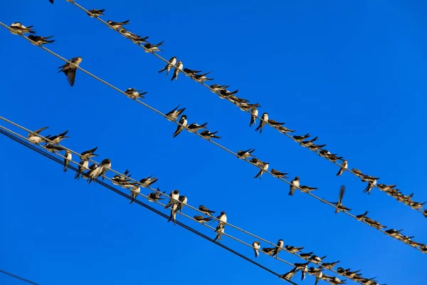 Large Number Swifts Sits Wires — Stock Photo, Image