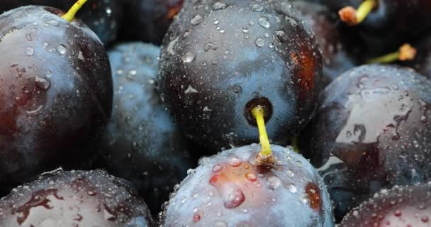 Fresh Plucked Plums Rain — Stock Video