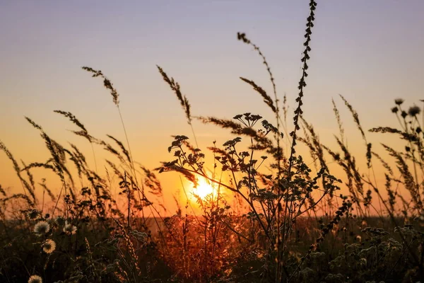 Красивый Закат Травяном Поле — стоковое фото