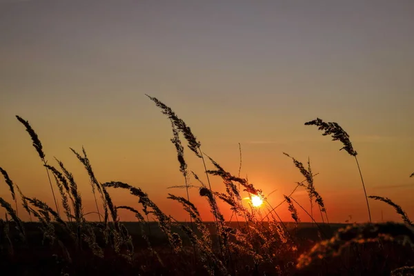 Красивый Закат Травяном Поле — стоковое фото