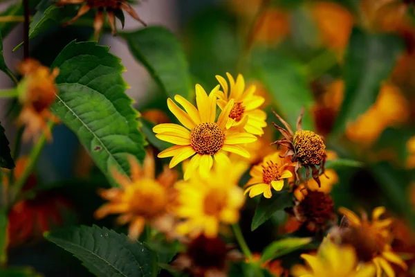 Schöne Blume Inmitten Üppigen Grüns — Stockfoto