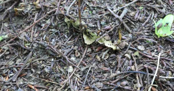 Ameisen Einem Ameisenhaufen Wald — Stockvideo