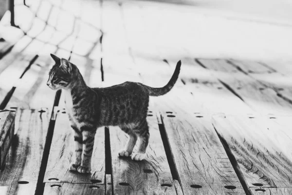 Güzel Neşeli Küçük Bir Kedi — Stok fotoğraf