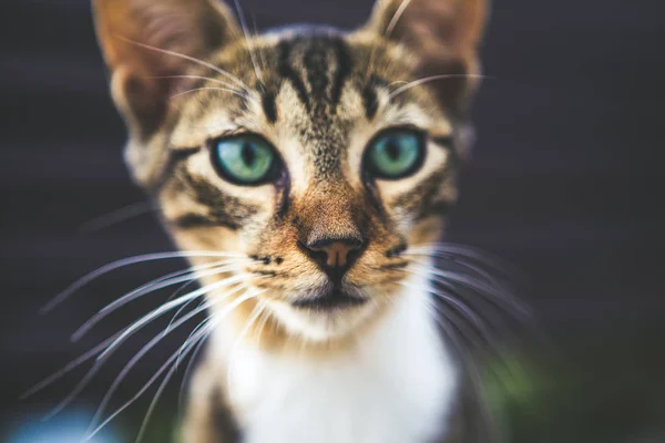 Mooie Speelse Kleine Kat Buiten — Stockfoto