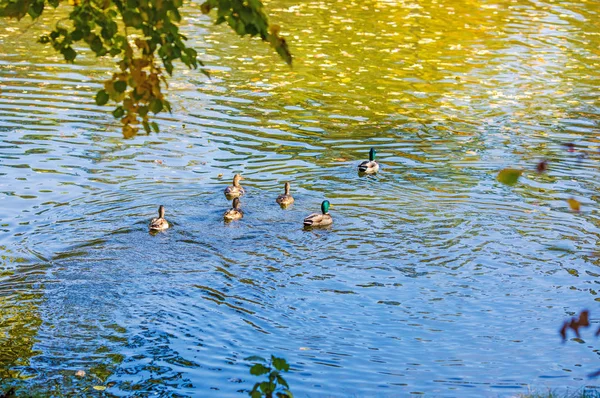 ducks swim in the lake in the middle of the park in autumn