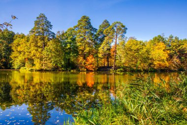 gölde düşen yaprakları ile güzel sonbahar manzara