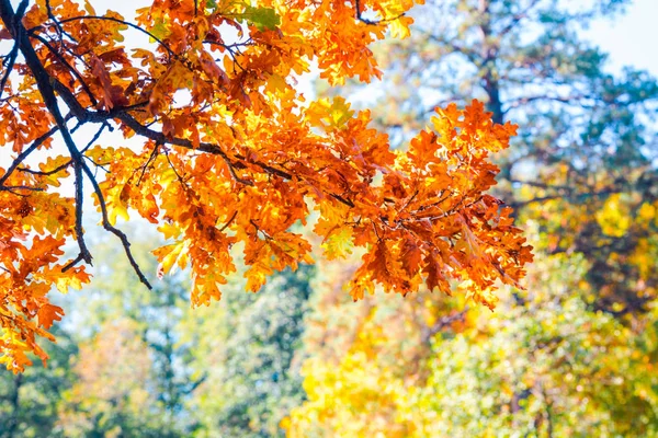 Tree Crowns Autumn Forest — Stock Photo, Image