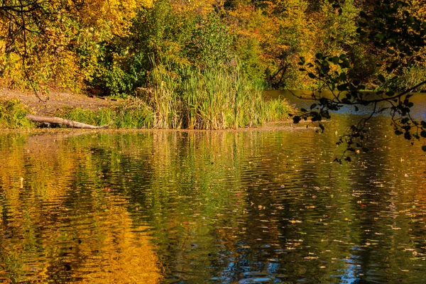 Bela Paisagem Outono Com Folhas Caindo Lago — Fotografia de Stock