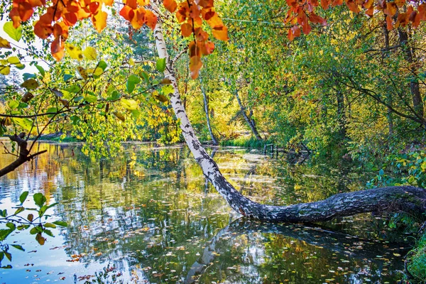 Bela Paisagem Outono Com Folhas Caindo Lago — Fotografia de Stock