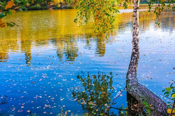 Bela Paisagem Outono Com Folhas Caindo Lago — Fotografia de Stock