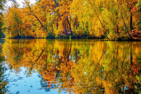 Bela Paisagem Outono Com Folhas Caindo Lago — Fotografia de Stock