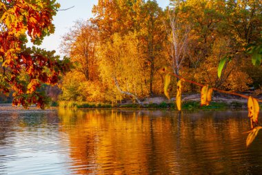 gölde düşen yaprakları ile güzel sonbahar manzara