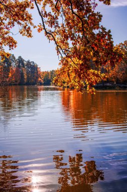 düşen yaprakları ile güzel sonbahar manzara