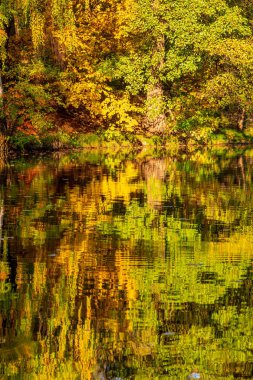 gölde düşen yaprakları ile güzel sonbahar manzara