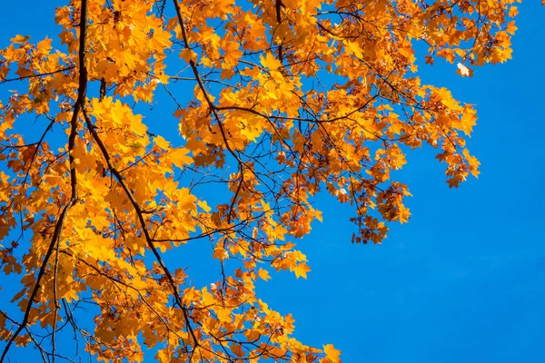 Coroas Árvores Outono Floresta — Fotografia de Stock