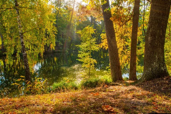 Bela Paisagem Outono Com Folhas Caindo Lago — Fotografia de Stock