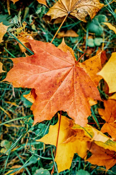 Multicolored Fallen Autumn Leaves Park — Stock Photo, Image