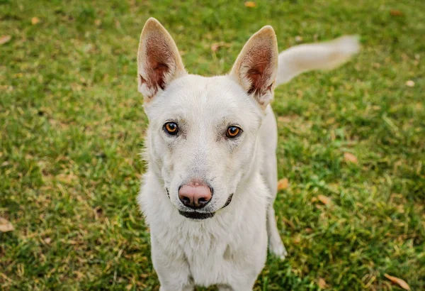 レンズを見る美しい白い犬の肖像画 — ストック写真