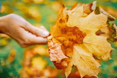 Parkta çok renkli sonbahar yaprakları