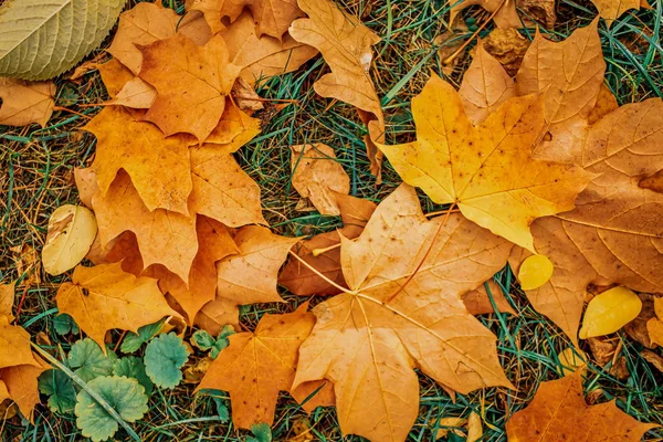 Folhas Outono Caídas Multicoloridas Parque — Fotografia de Stock