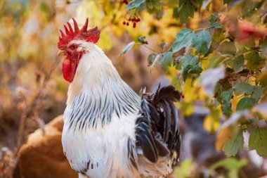 beautiful young cock on a farm