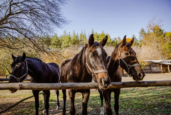 Trois Beaux Chevaux Bruns Sur Une Ferme — Photo