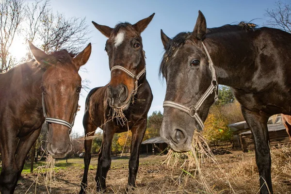 Trois Beaux Chevaux Bruns Sur Une Ferme — Photo