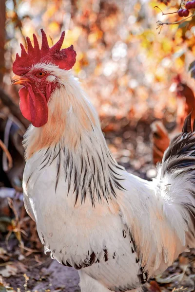 Bela Jovem Galo Uma Fazenda — Fotografia de Stock