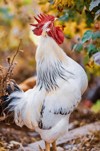 Beautiful Young Cock Farm — Stockfoto
