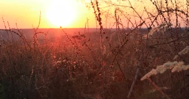 Tarlada Çimenler Güneşte — Stok video
