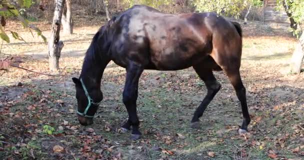 Belo Cavalo Pastam Prado — Vídeo de Stock