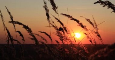 Tarlada çimenler güneşte