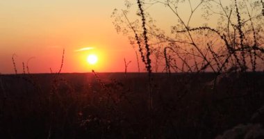 Tarlada çimenler güneşte