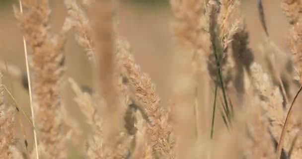 Campo Hierba Campo Sol — Vídeos de Stock