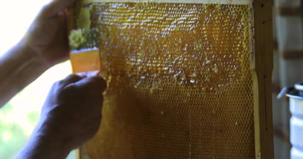 Fresh Honey Pumped Honeycombs — Stock Video