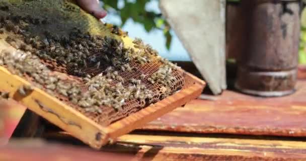 Frischer Honig Aus Den Waben Gepumpt — Stockvideo