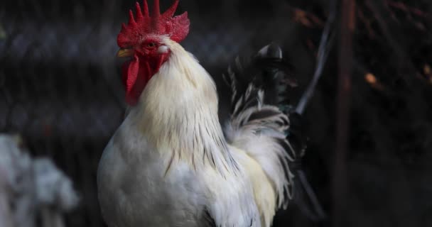 Rooster Walks Chicken Coop — Stock Video