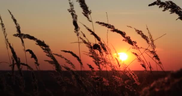 Grama Campo Campo Sol — Vídeo de Stock