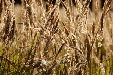 Gün batımında tarlada bitkiler